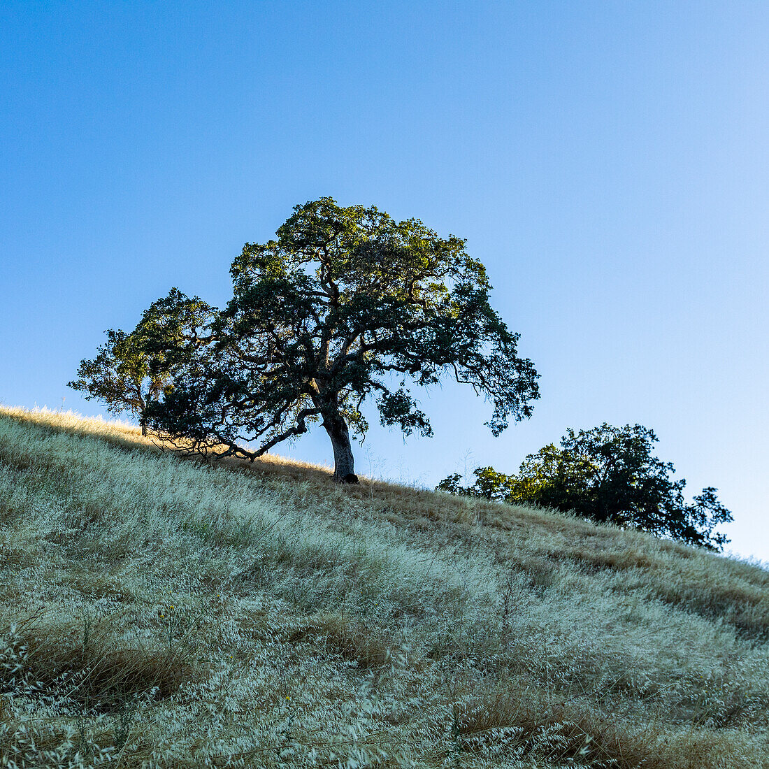Kalifornische Eichen auf grasbewachsenen Hängen, East Bay Area, Walnut Creek, Kalifornien, USA