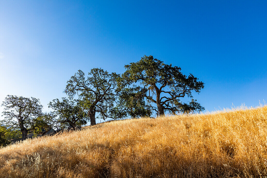 United States, California, Walnut Creek, California oak trees on grassy hillsides