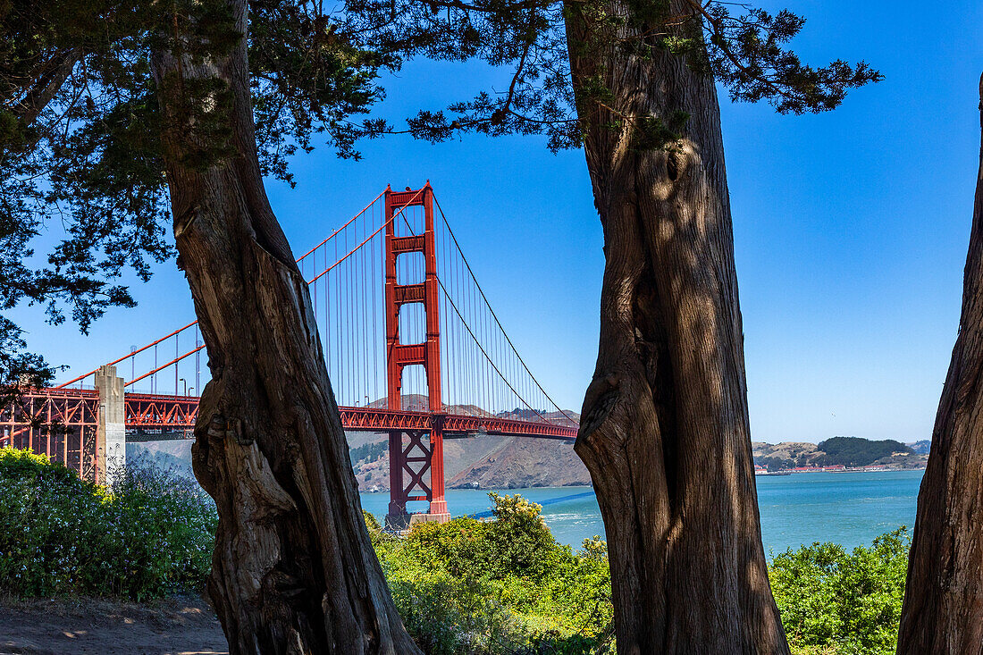 Usa, California, San Francisco, Golden Gate Bridge?with trees in foreground