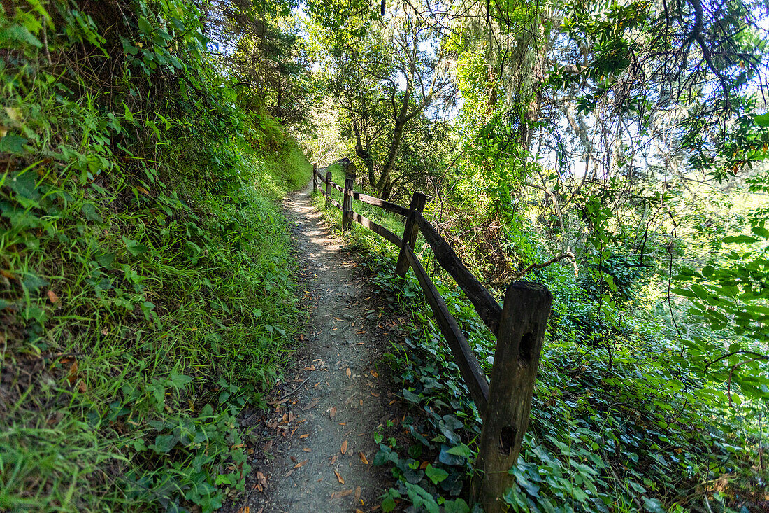 Wanderweg und Holzzaun am Dipsea Trail, Mill Valley, Kalifornien, USA