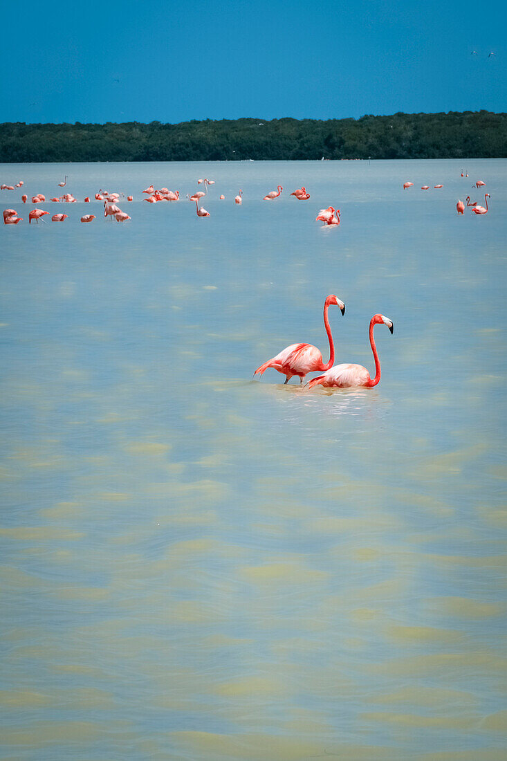 Mexico, Celestun, Pink flamingos wading in water at Reserva de la Biosfera Ria Celestun