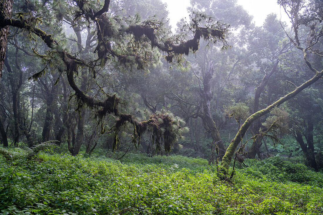 Laurel forest at La Llanía on El Hierro, Canary Islands, Spain