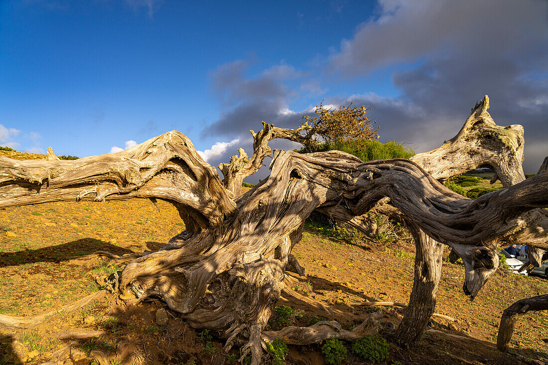 Wind sculpted juniper tree Sabina at El Sabinar, El Hierro, Canary Islands, Spain