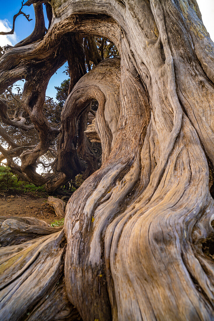 Vom Wind geformter Wacholderbaum Sabina bei El Sabinar, El Hierro, Kanarische Inseln, Spanien