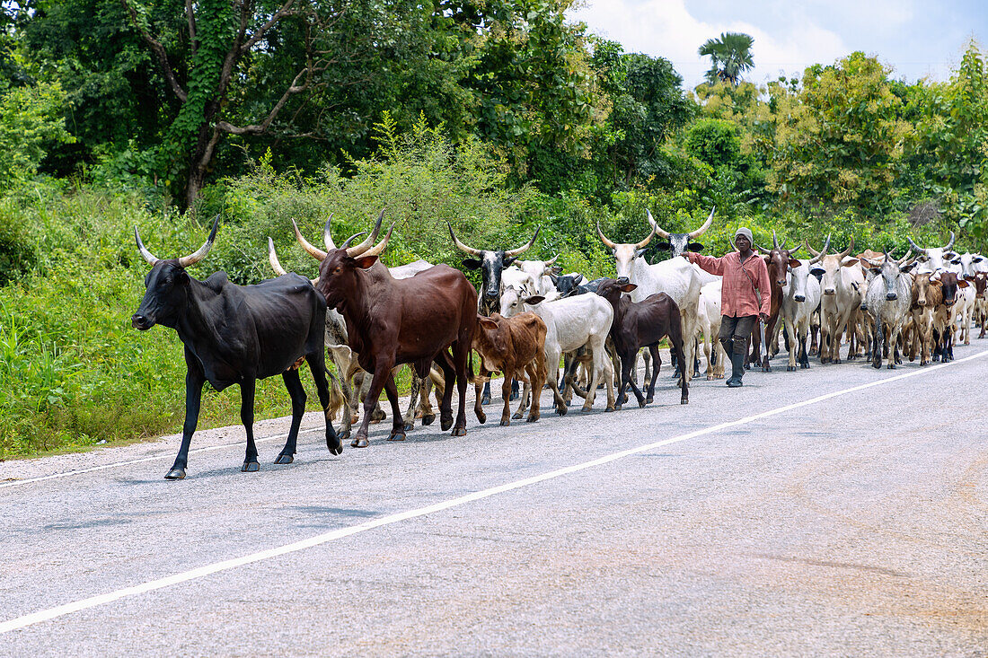 Herde von Cebus mit Viehhirten bei Jema auf der Straße von Tamale nach Techiman in der Bono East Region im Norden von Ghana in Westafrika