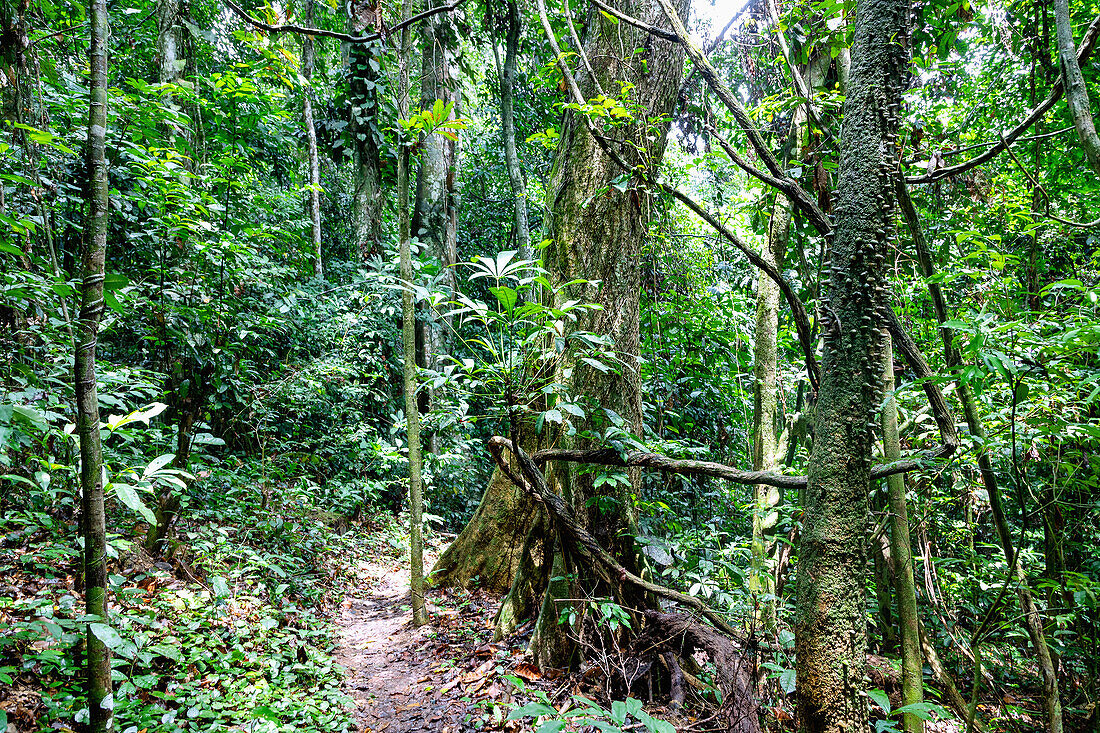 Pfad durch den Regenwald im Kakum National Park in der Central Region im Süden von Ghana in Westafrika