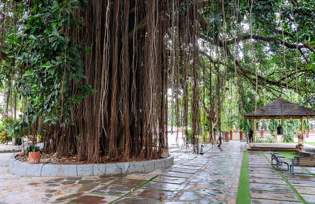 Ancient rubber tree and World Peace Bell in front of the Manhyia Palace in Kumasi in the Ashanti Region of central Ghana in West Africa