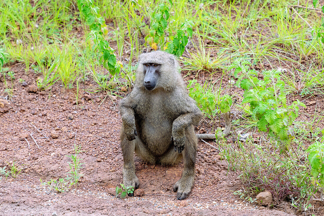 Pavian im Busch im Mole National Park in der Savannah Region im Norden von Ghana in Westafrika