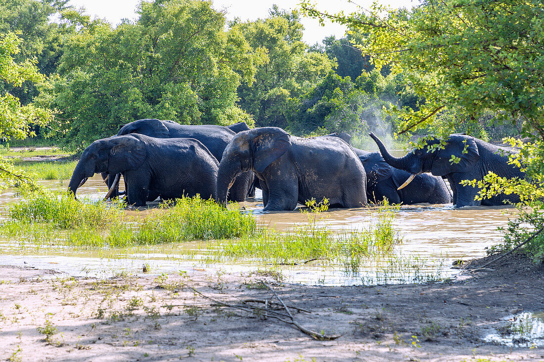 Elephants leaving the watering hole after a bath in Mole National Park in the Savannah Region of northern Ghana in West Africa