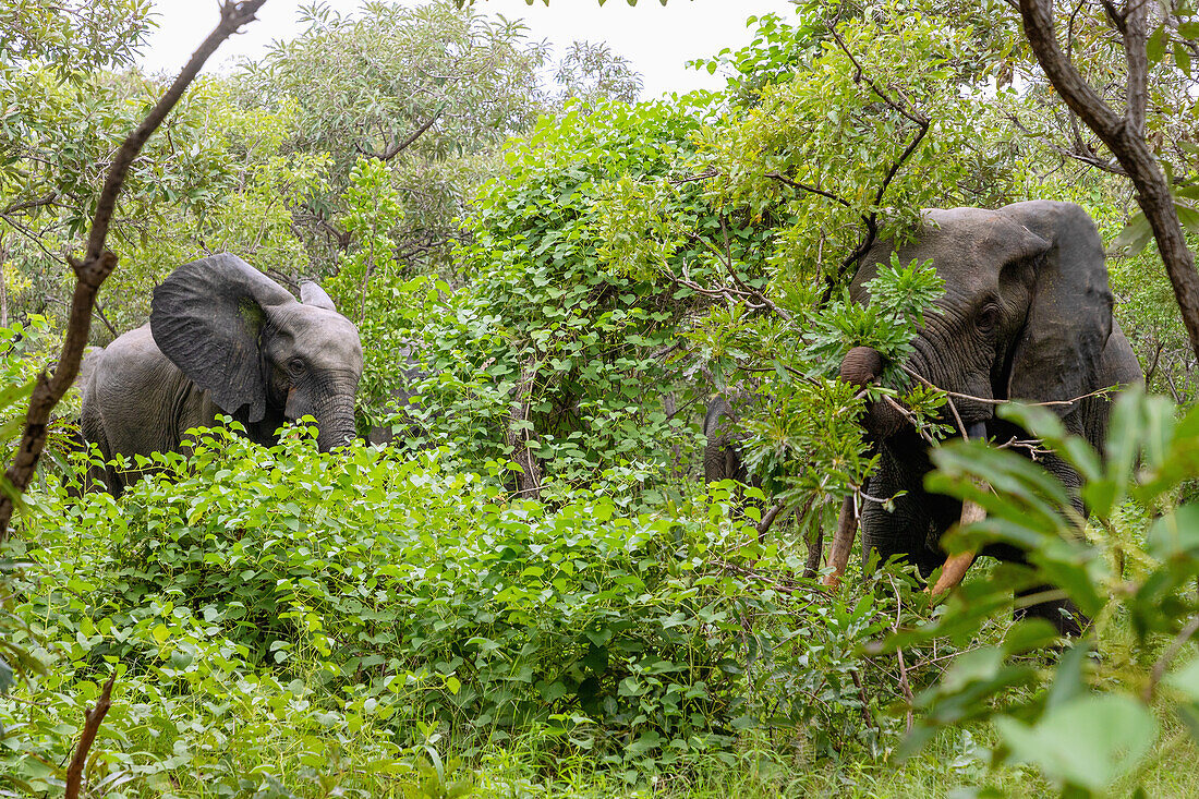 Elefanten beim Fressen im Busch im Mole National Park in der Savannah Region im Norden von Ghana in Westafrika