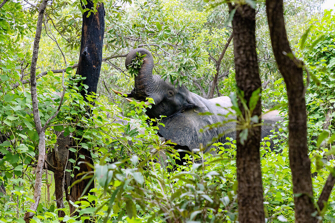 Elefanten beim Fressen im Busch im Mole National Park in der Savannah Region im Norden von Ghana in Westafrika