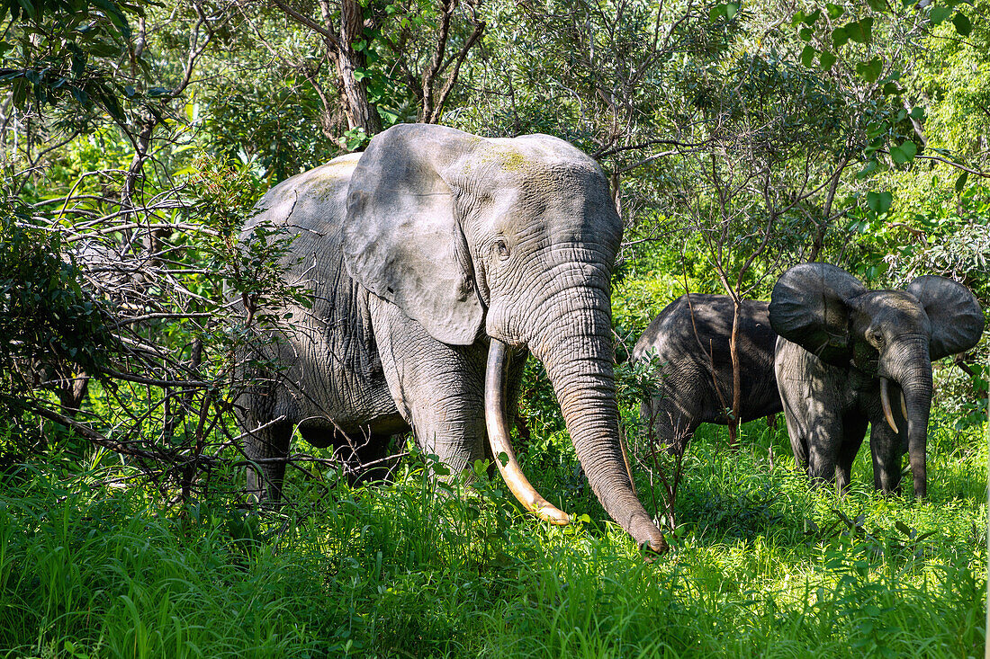 Elefanten beim Fressen im Busch im Mole National Park in der Savannah Region im Norden von Ghana in Westafrika