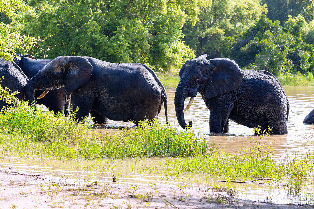 Elephants leaving the watering hole after a bath in Mole National Park in the Savannah Region of northern Ghana in West Africa