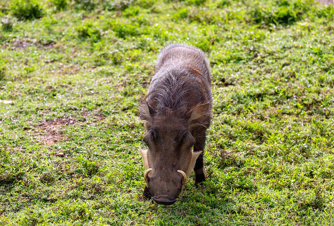 Warzenschwein im Mole National Park in der Savannah Region im Norden von Ghana in Westafrika