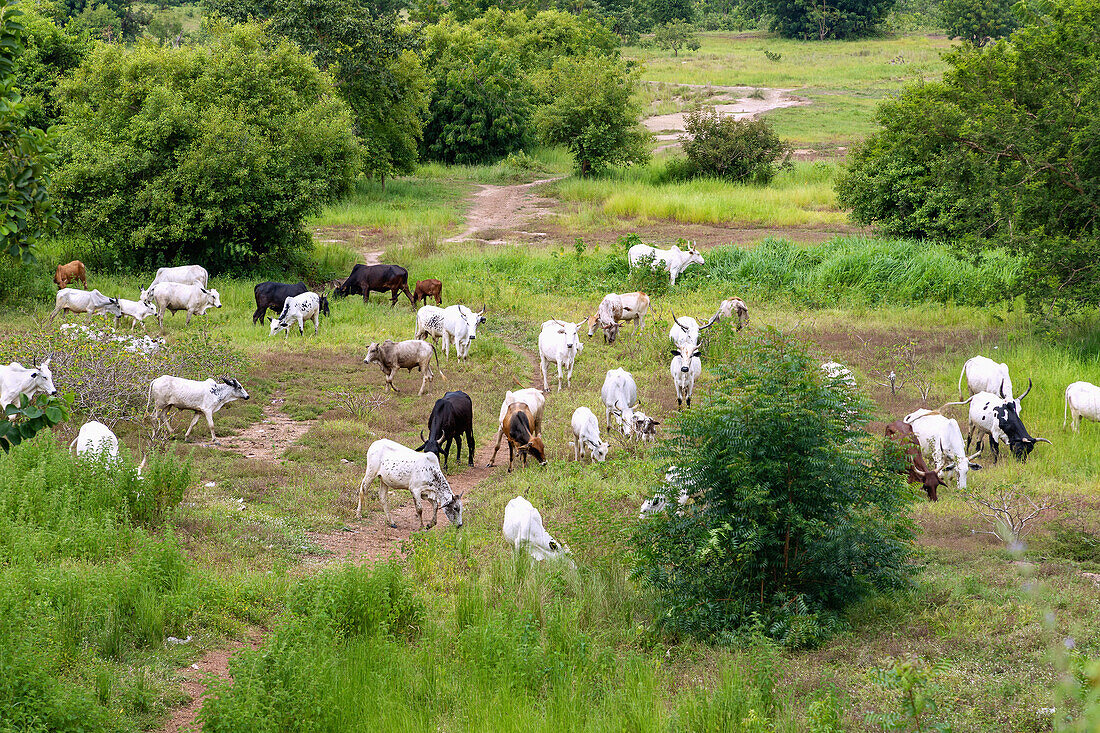 Cebu herd in the savannah near New Longoro in the Bono East Region of central Ghana in West Africa