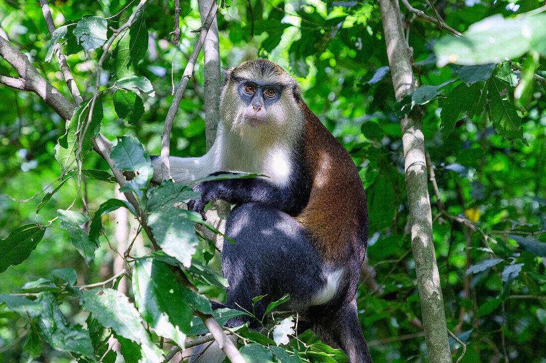 Mona Monkey im Tafi Atome Monkey Sanctuary bei Kpando in der Volta-Region im Osten von Ghana in Westafrika