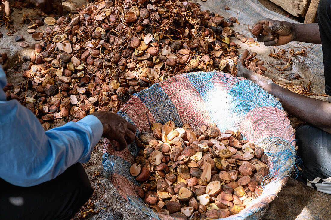 Men sorting kola nuts at the Central Market in Tamale in the Northern Region of northern Ghana in West Africa