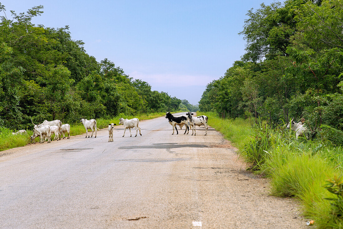 Herde von Cebus mit Viehhirten bei Teselima auf der Straße nach Techiman  in der Savannah Region im Norden von Ghana in Westafrika