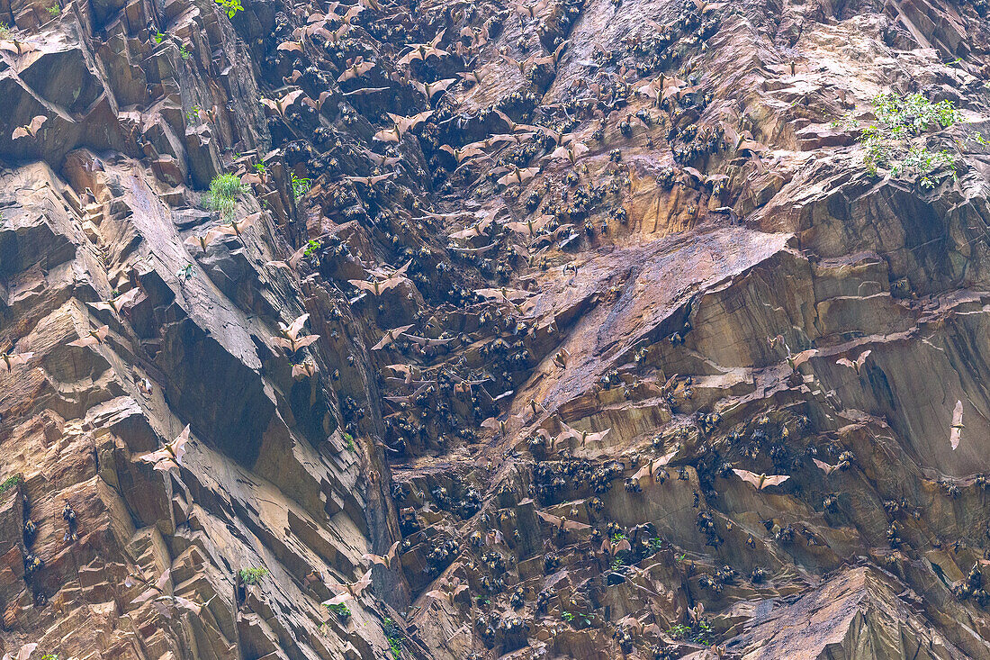 Fruit bats in the rock face at Wli Waterfall in Agumatsa Nature Reserve near Hohoe in the Volta Region of eastern Ghana in West Africa