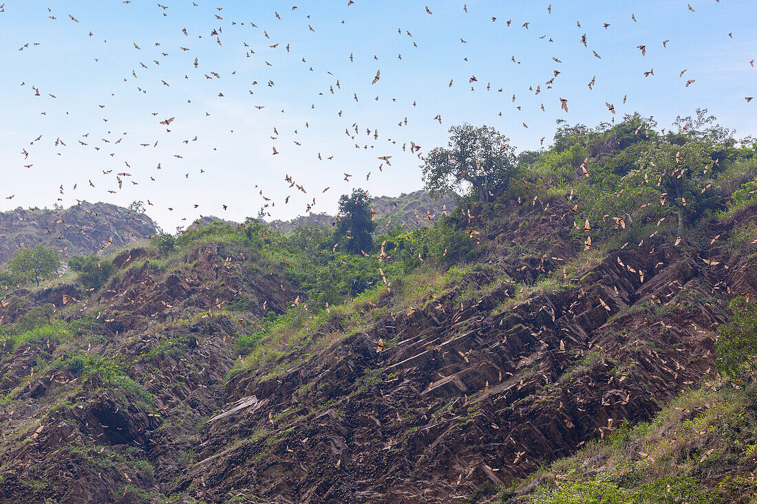 Fruit bats in the rock face at Wli Waterfall in Agumatsa Nature Reserve near Hohoe in the Volta Region of eastern Ghana in West Africa