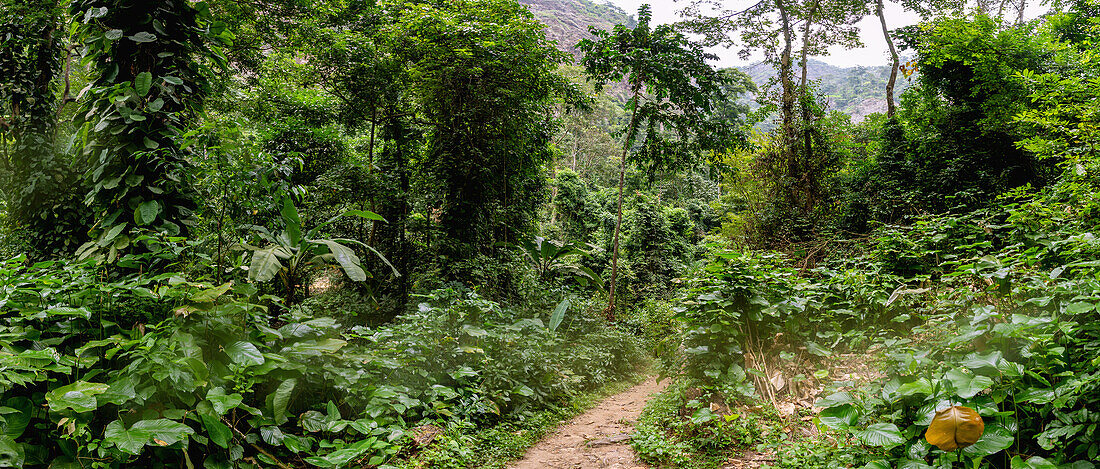 Wanderweg durch den Regenwald zum Wli-Wasserfall im Agumatsa Nature Reserve bei Hohoe in der Volta-Region im Osten von Ghana in Westafrika