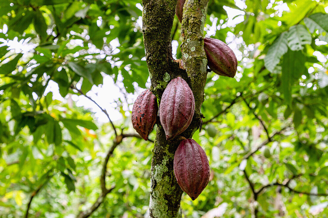 Kakaobaum, Theobroma cacao, mit Früchten beim Wli-Wasserfall bei Hohoe in der Volta-Region im Osten von Ghana in Westafrika