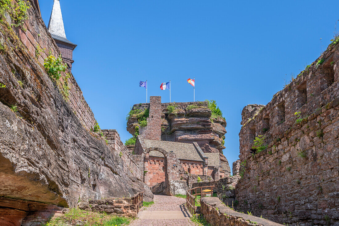 Burg Hohbarr (Château du Haut-Barr), bei Saverne, Bas-Rhin, Elsass, Grand Est, Frankreich