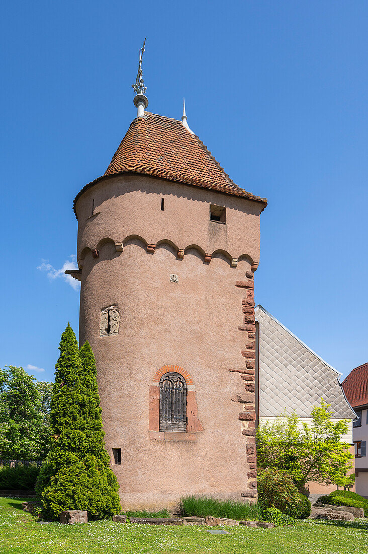 Tour d'enceinte in Obernai, Oberehnheim Bas-Rhin, Route des Vins d'Alsace, Elsässer Weinstraße, Grand Est, Frankreich