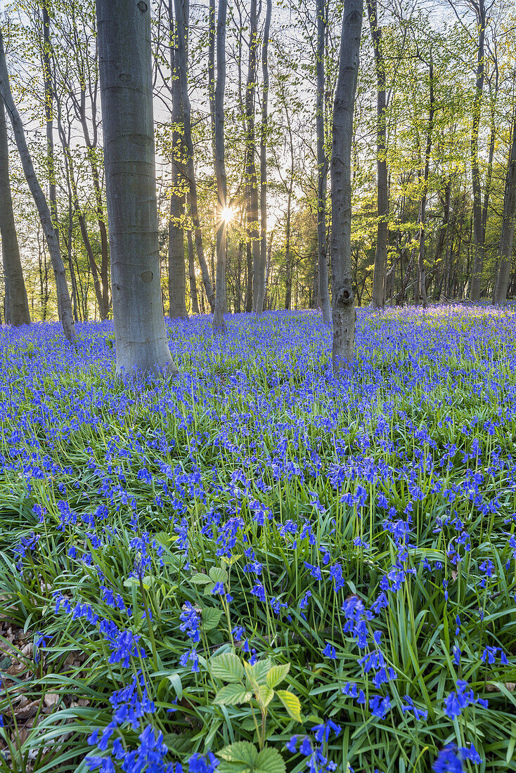 Bluebells in the forest near Hückelhoven, North Rhine-Westphalia, Germany