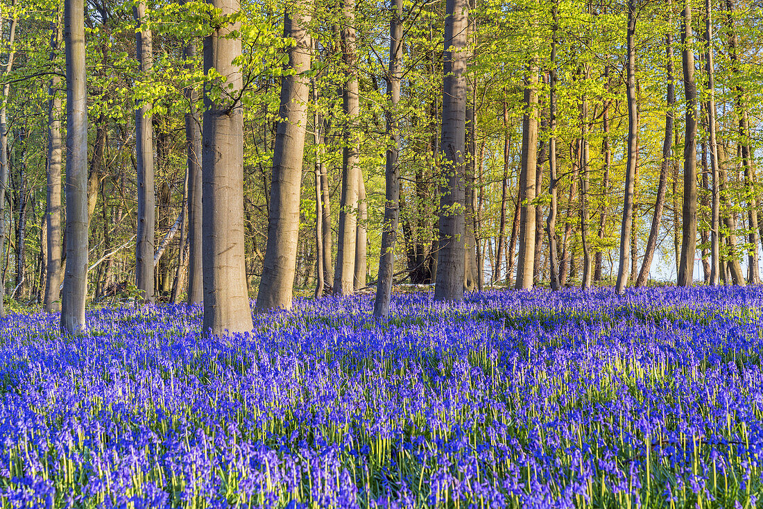 Bluebells in the forest, Hückelhoven, North Rhine-Westphalia, Germany