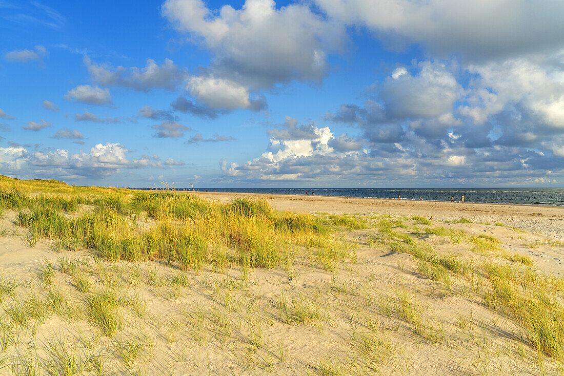 Sanddünen am Strand an der Nordsee, Blåvand, Süddänemark, Dänemark