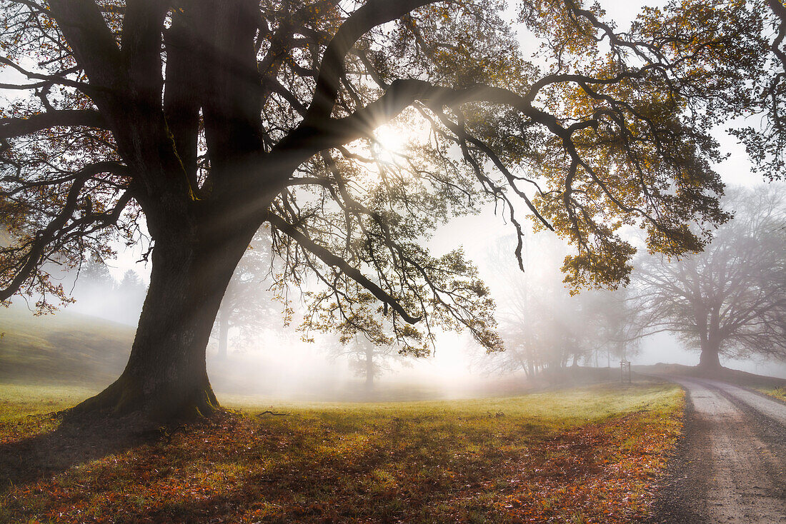 Autumn morning near Andechs, Bavaria, Germany