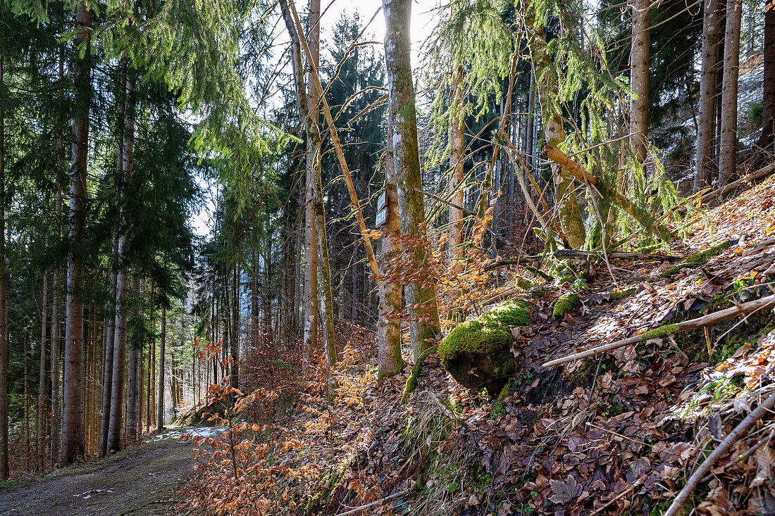 Hiking trail to the Aurachöpfel near Fischbachau, Upper Bavaria, Germany