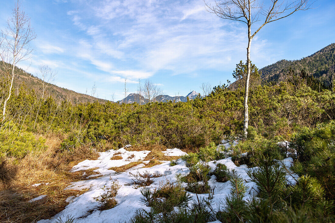 Hochmoor-Landschaft mit Bergblick, Birken und Kiefern und Resten von Schnee am Schlierseer Filzen-Rundweg  bei Neuhaus bei Schliersee in Oberbayern in Bayern, Deutschland