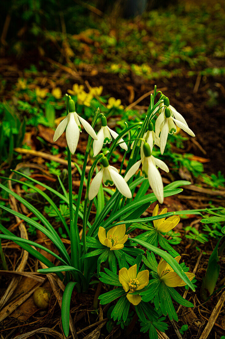 Snowdrops (Galantus) and Winter Agarics (Eranthis Hyemalis) growing in a meadow in spring, Jena, Thuringia, Germany