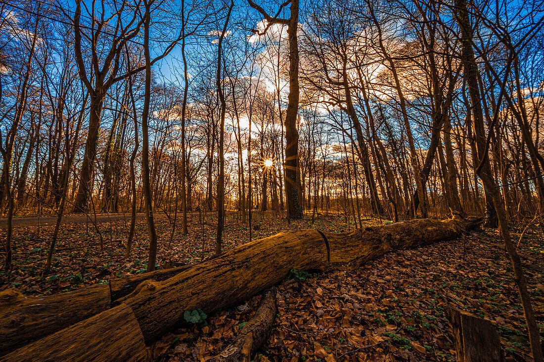 Sonnenstern at sunset in February in a leafless mixed forest with a dead tree trunk in the foreground, Hanover, Lower Saxony, Germany