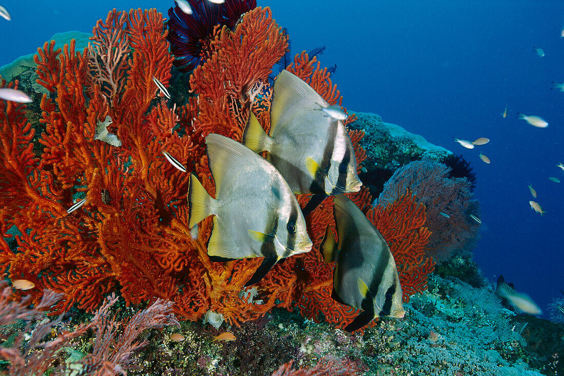 Dusky Batfish (Platax Pinnatus) Trio am Riff, Gili-Inseln, Indonesien
