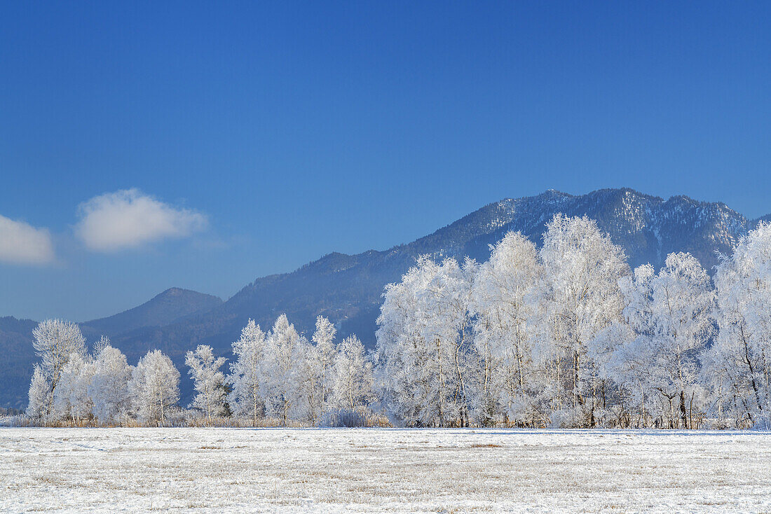 Winterlandschaft mit Raureif im Kochelseemoos bei Schlehdorf, Oberbayern, Bayern, Deutschland