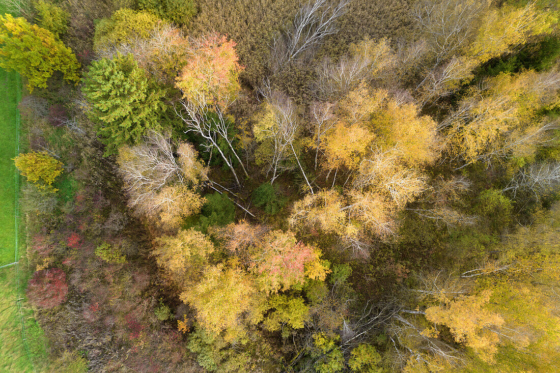 Herbstlicher Wald mit Birken im Herbstlaub aus der Luft, Schlehdorf, Oberbayern, Bayern, Deutschland
