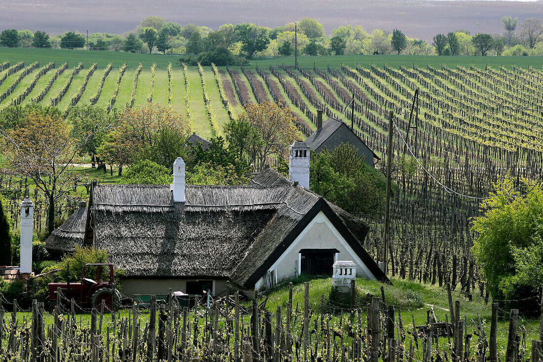 Traditionelles Reetdachhaus in den Weinbergen beim Dorf Aszofö am Plattensee, Landkreis Veszprém, Ungarn