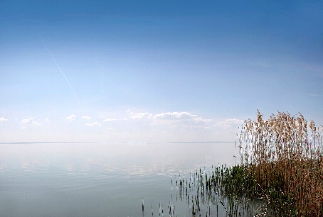 Schilf am Ufer des Plattensees bei Balatonalmadi, Landkreis Veszprém, Ungarn
