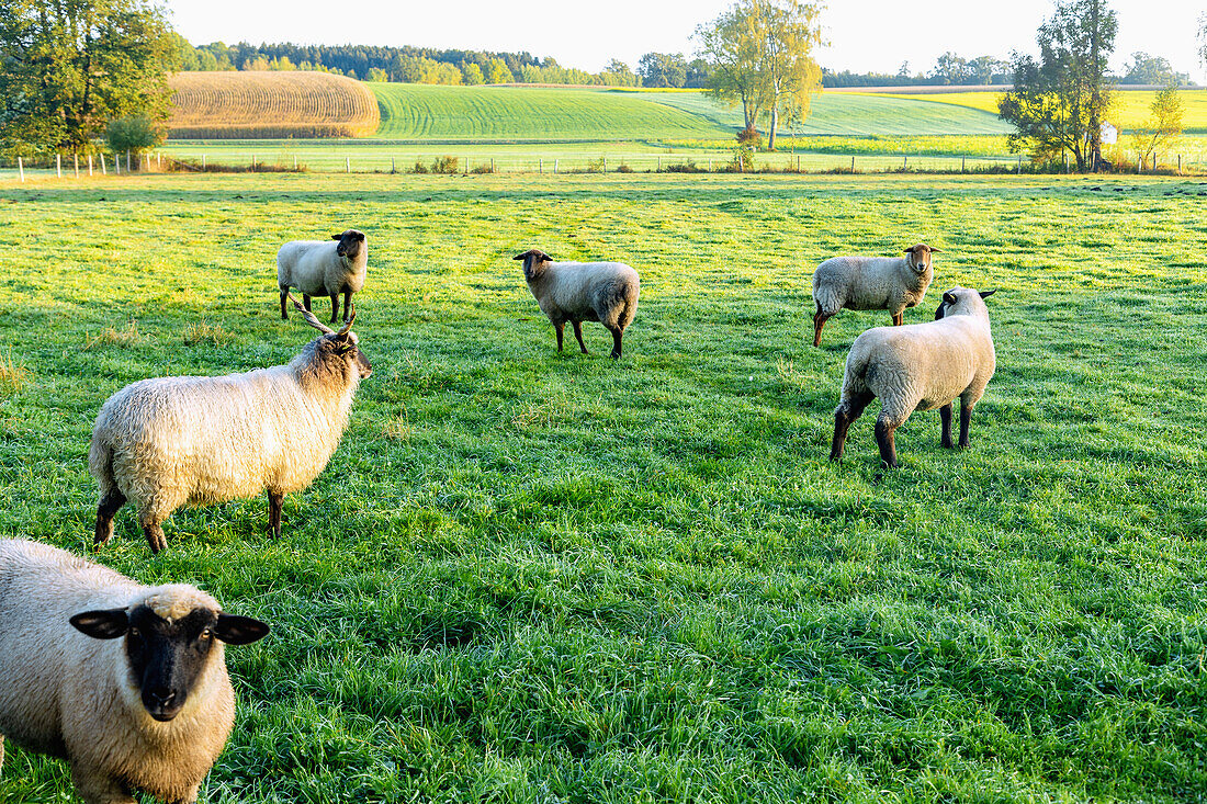 Racka sheep on a meadow near Unterschwillach in Erdinger Land, Upper Bavaria, Germany