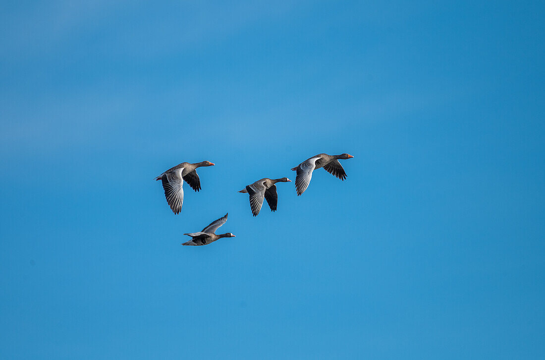 Gray geese (Anser anser) and white-fronted geese (Anser albifrons - migrating) in the Natura 2000 area Weidmoos, Salzburg, Austria