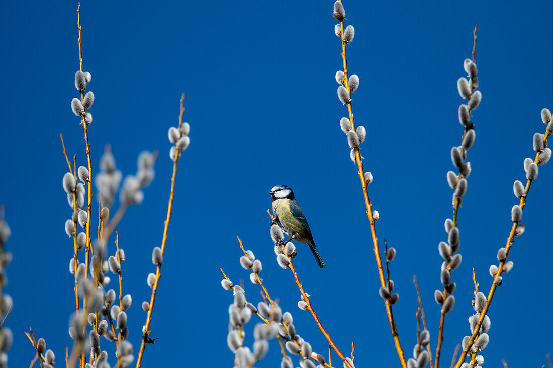 Blaumeise (Parus caerulesus) im Frühling im Mischwald, Salzburg, Oesterreich