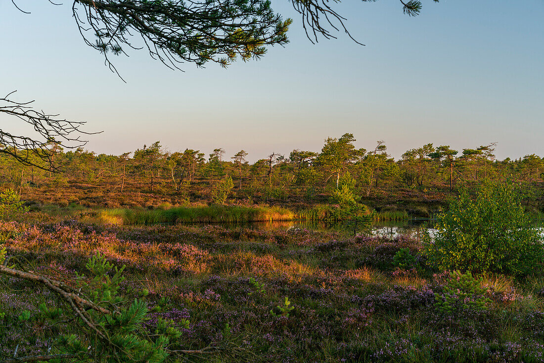 Das Naturschutzgebiet "Schwarzes Moor" im Morgenlicht, Biosphärenreservat Rhön, Unterfranken, Franken, Bayern, Deutschland