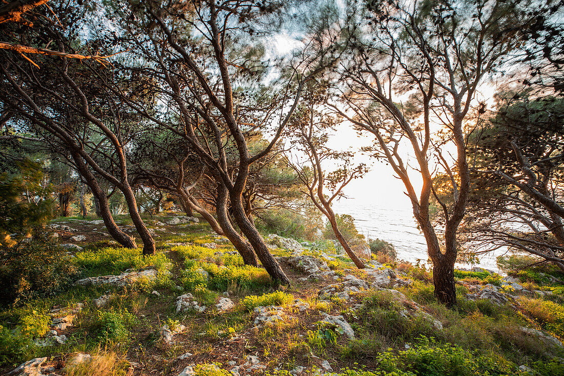 Landschaft am Torre dell'Alto Lido, Gallipoli, Apulien, Puglia, Italien, Europa