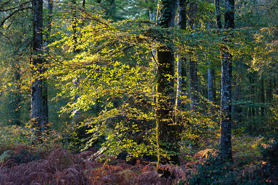 Last rays of sun in the Cerisy beech forest in Normandy, Calvados.