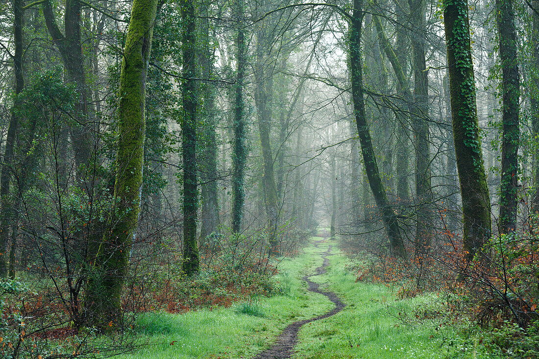 Pfad durch den Wald von Cerisy im Vorfrühling. Calvados, Normandie, Frankreich
