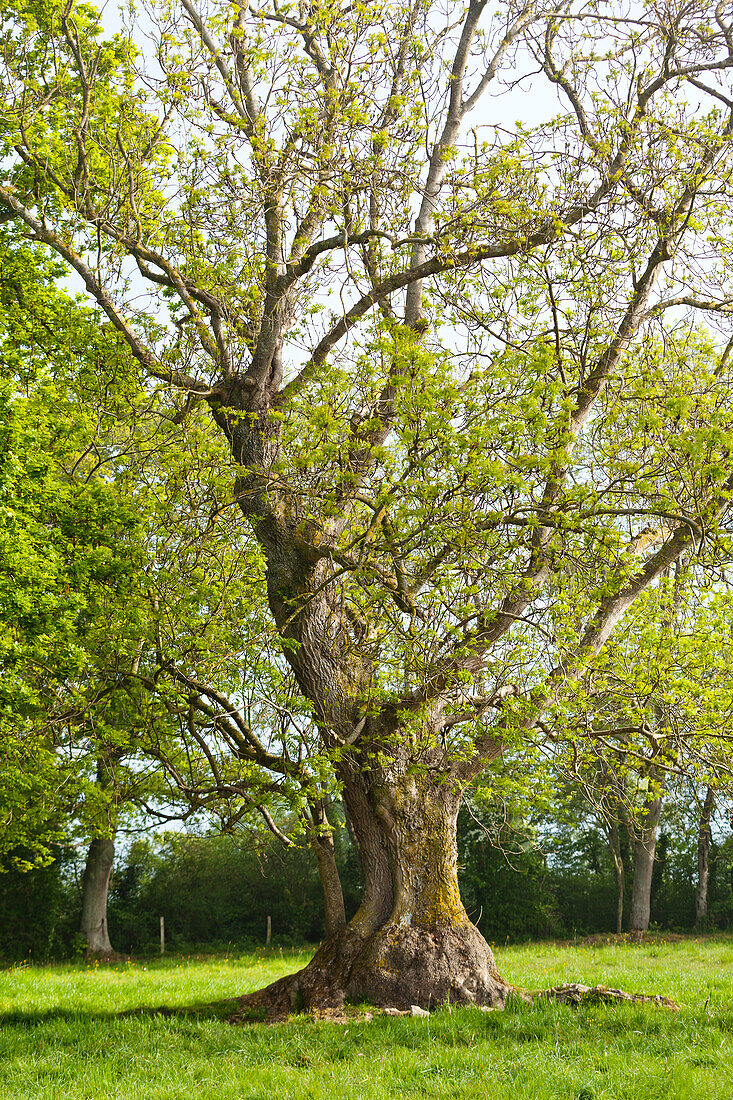 Old ash tree in spring, Calvados, Normandy