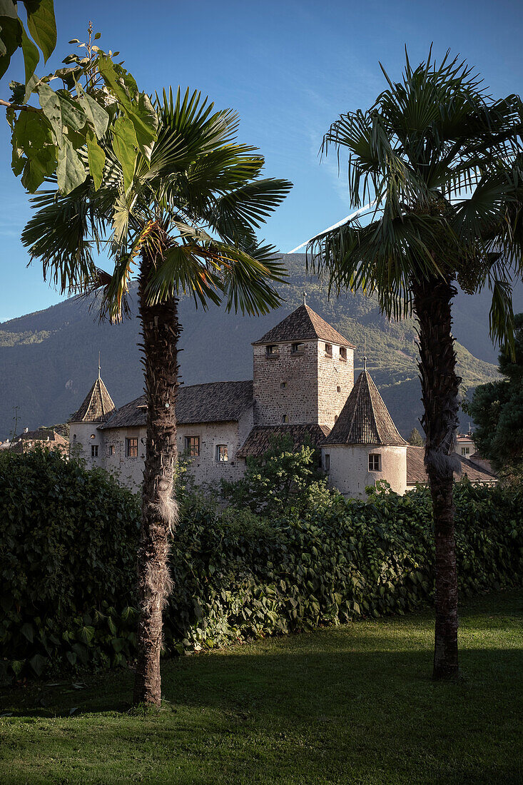 Blick durch Palmen zum Schloss Maretsch, Bozen, Trentino, Südtirol, Italien, Alpen, Europa